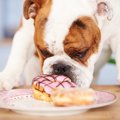犬が人間の食べ物欲…