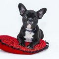 犬の言葉を理解して…