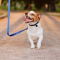 犬嫌いな人の知って…
