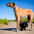 犬にまつわる『ギネ…