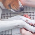 犬が突然死してしま…