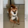 「お散歩に行きたい…