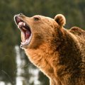 クマを追い払うベア…