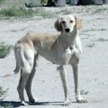 カザフスタンの犬タ…