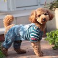 『服を嫌がる犬』の…