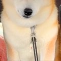 病院の注射で大暴れ…