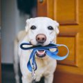 犬が満足できていな…