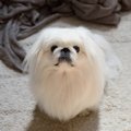 保護犬と暮らす芸能…