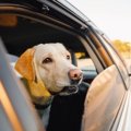 犬の車酔いを防ぐ対…