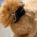 食事中、犬の耳が邪…