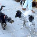 他の犬が苦手なワン…