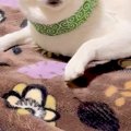 『そこのもの、よを…