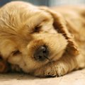 愛犬の５つの寝相と…