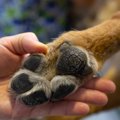 犬の爪がダメになっ…