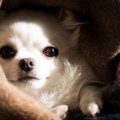 『寒さに弱い犬種』…