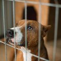犬の『しつけ』と『…