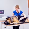 犬のお腹が膨らむ4つ…