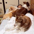 3頭の大型犬を置いて…