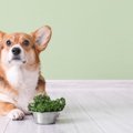 犬にパセリを与えて…