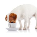 犬に与えても大丈夫…