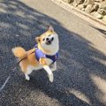 散歩中の犬を撮影し…