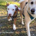犬の社会化不足と問…