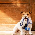 犬がいつも決まった…