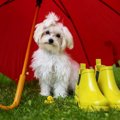 那須は雨でもわんこ…