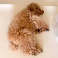毎日『犬のお腹を撫…