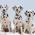 多頭飼いで犬たちの…