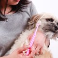 やりすぎ！？犬に歯…
