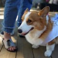 コーギーの服のおす…