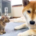 赤ちゃん猫が初対面…