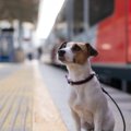 犬と電車やタクシー…