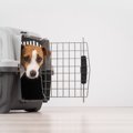 犬がパニックに陥っ…