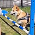 脚が短い犬が『ハー…