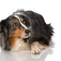 犬が『心底嫌がって…