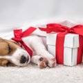 犬好きの友だちに贈…