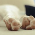 犬が肉球をやけどし…