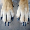 愛犬のこの症状、も…