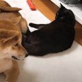 引き取られた保護犬…