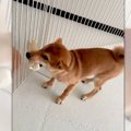 「わーい♡」飼い主さ…