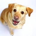 愛犬を「要求犬」に…