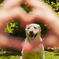犬から好かれる人が…