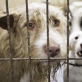 保健所に渡った犬の…