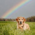 犬が亡くなる直前に…