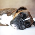 犬が自分の名前を嫌…