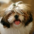 中国が原産の犬を13…
