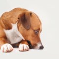 犬が『ミネラル不足…