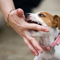 犬に噛まれたことで…